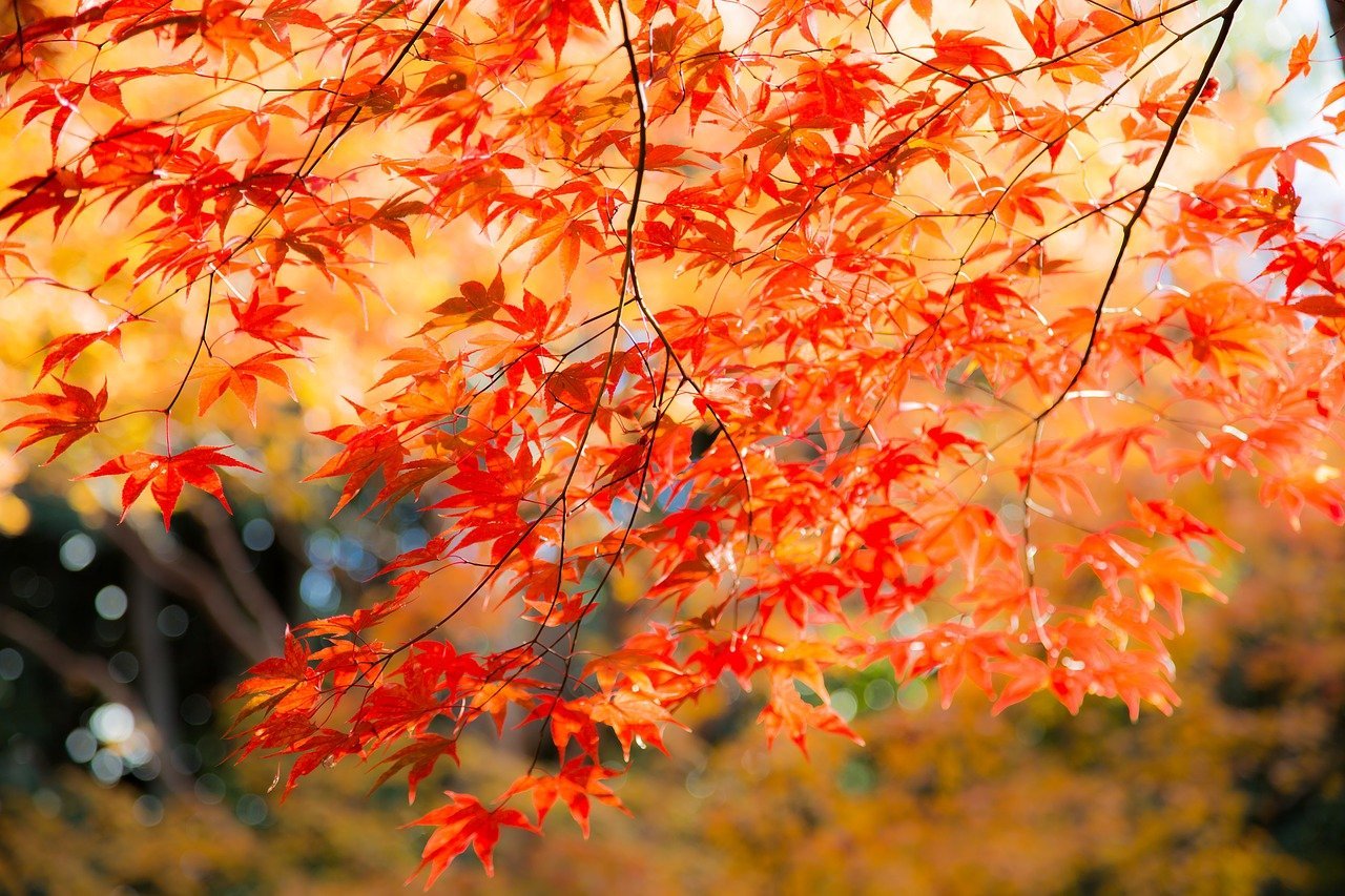Красивые осенние падающие листья