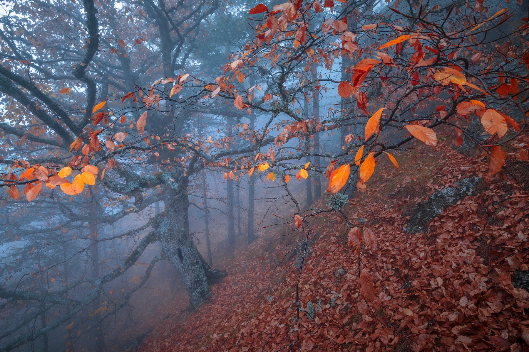 Осенний лес в ноябре