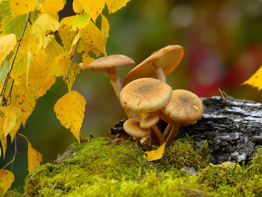 Осенние грибы опенок золотой