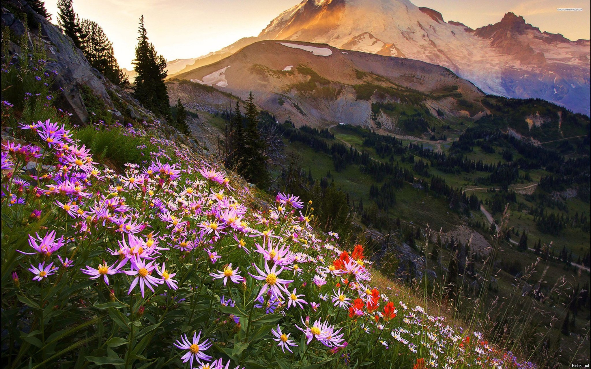 Склон горы с цветами