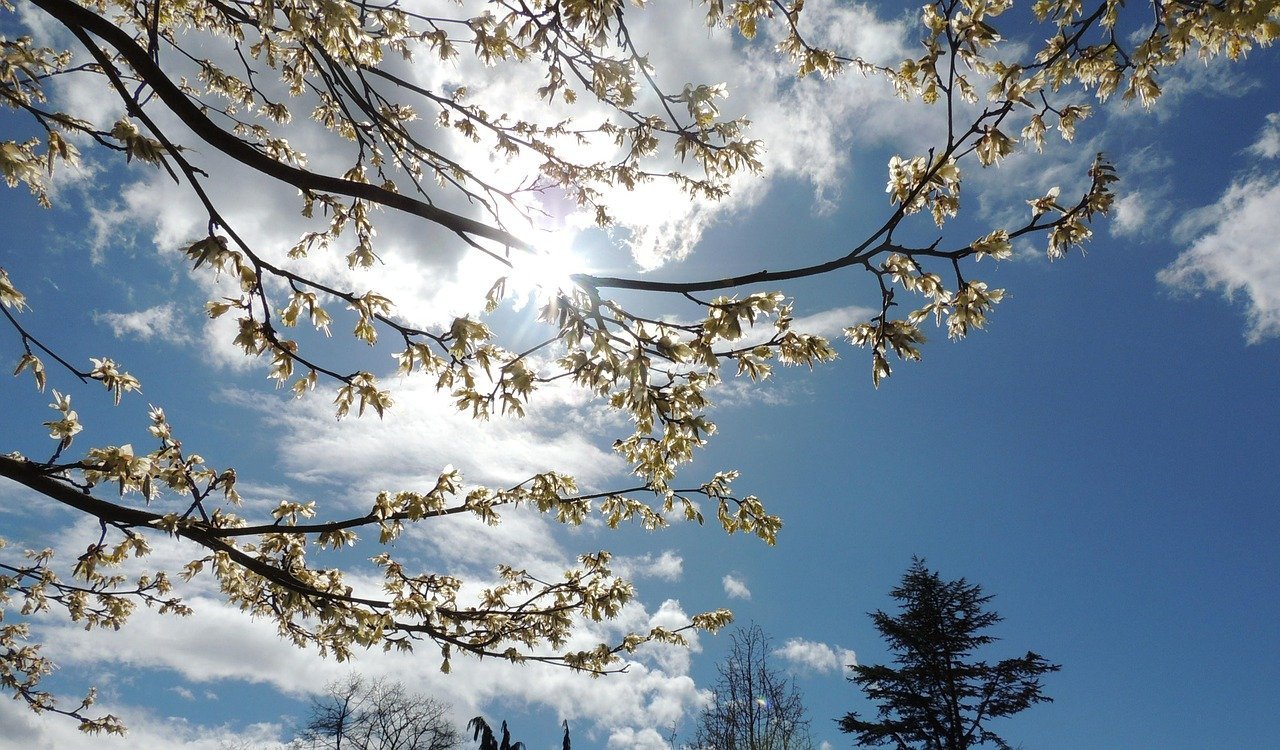 Лес деревья Весна небо
