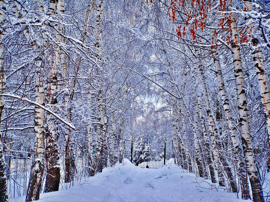 Аллея берез зимой