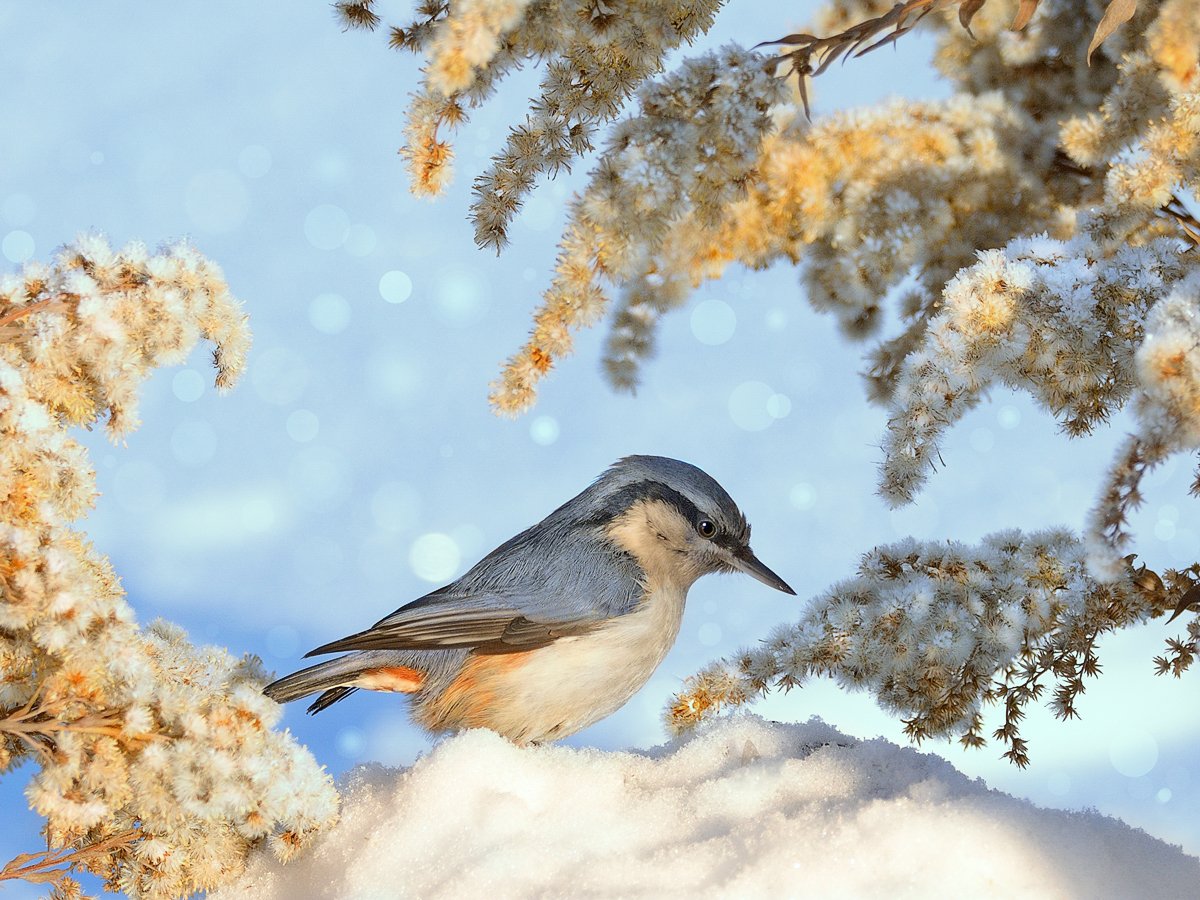 птицы зимой в москве
