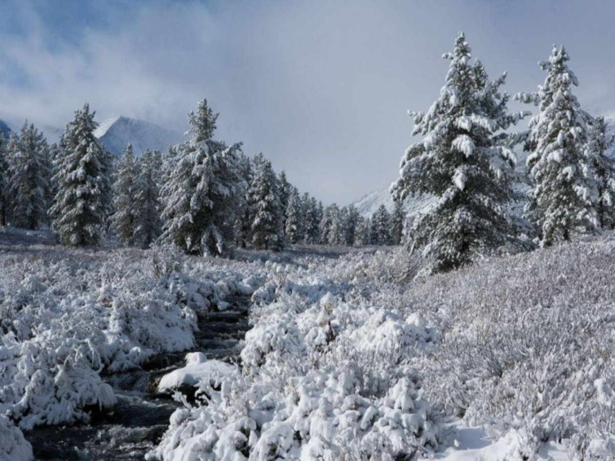Сибирская природа зимой