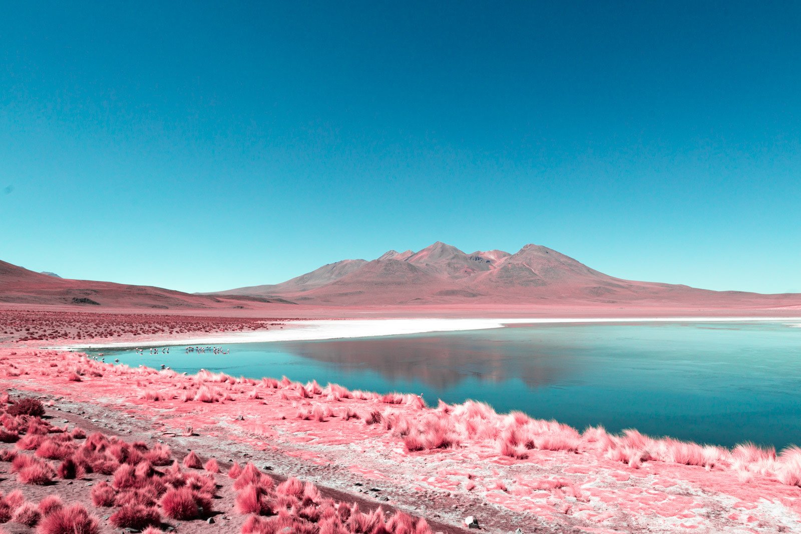 Розовое соленое озеро на Алтае