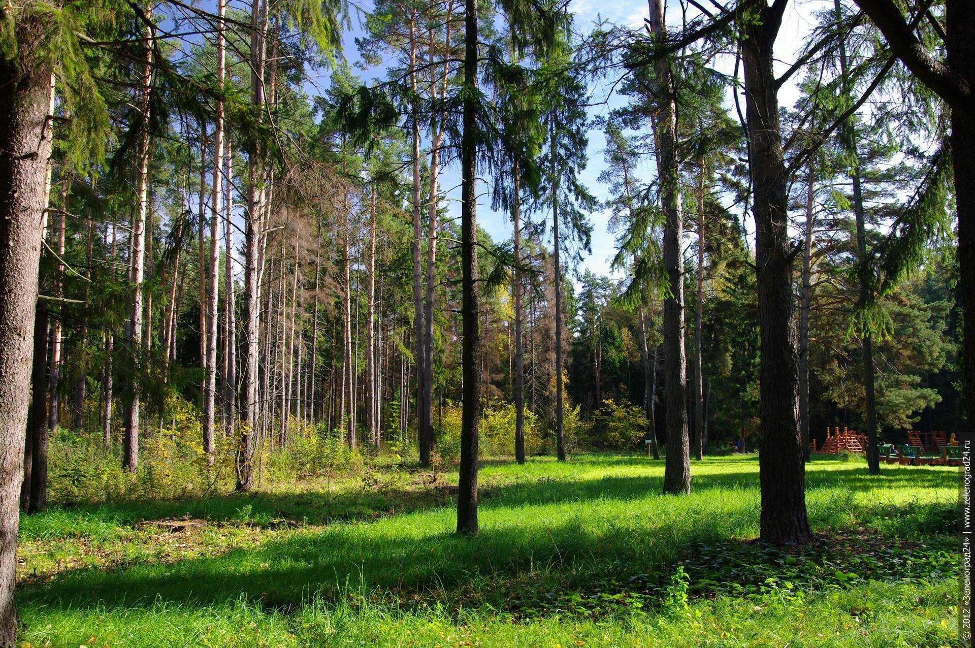 Зеленоград Лесопарковая зона