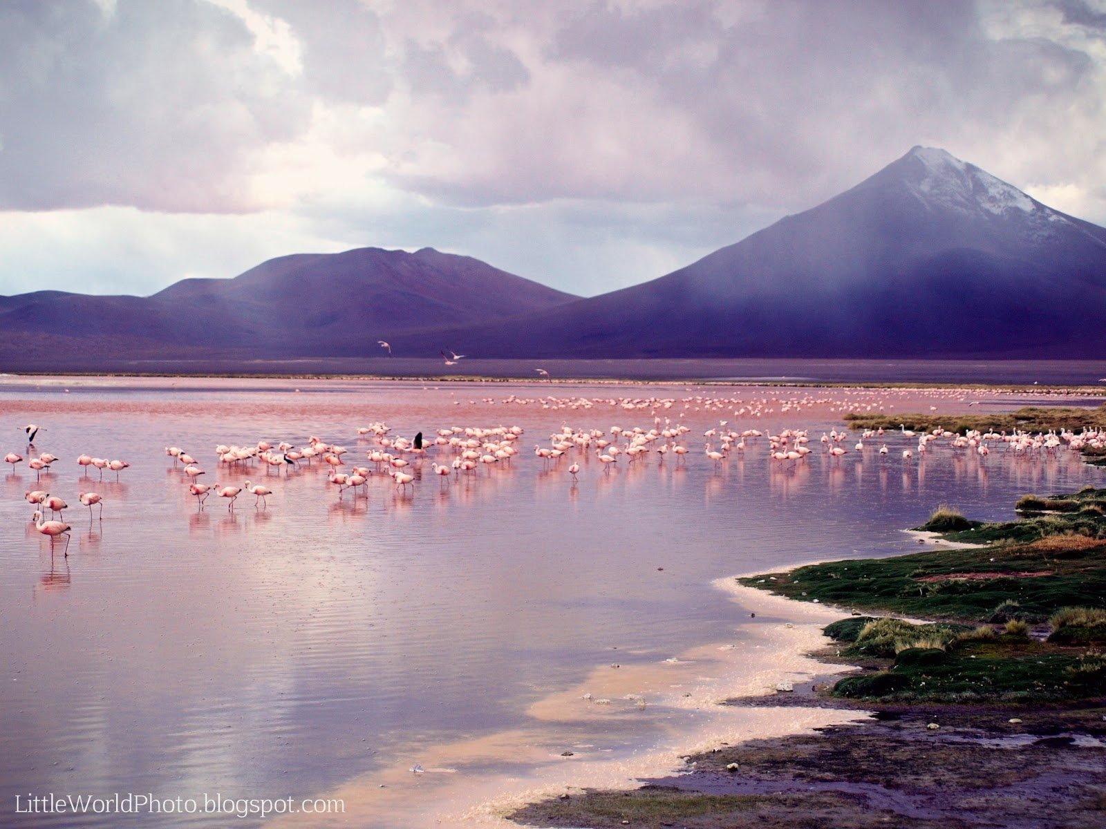 Лагуна-Колорадо Боливия Фламинго