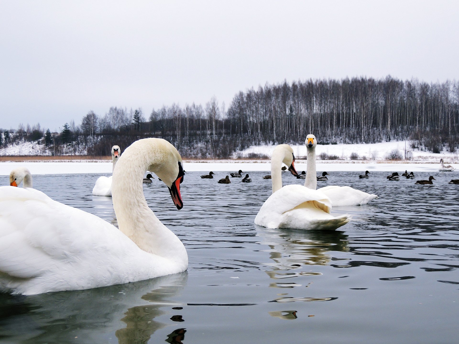 озеро с лебедями на алтае