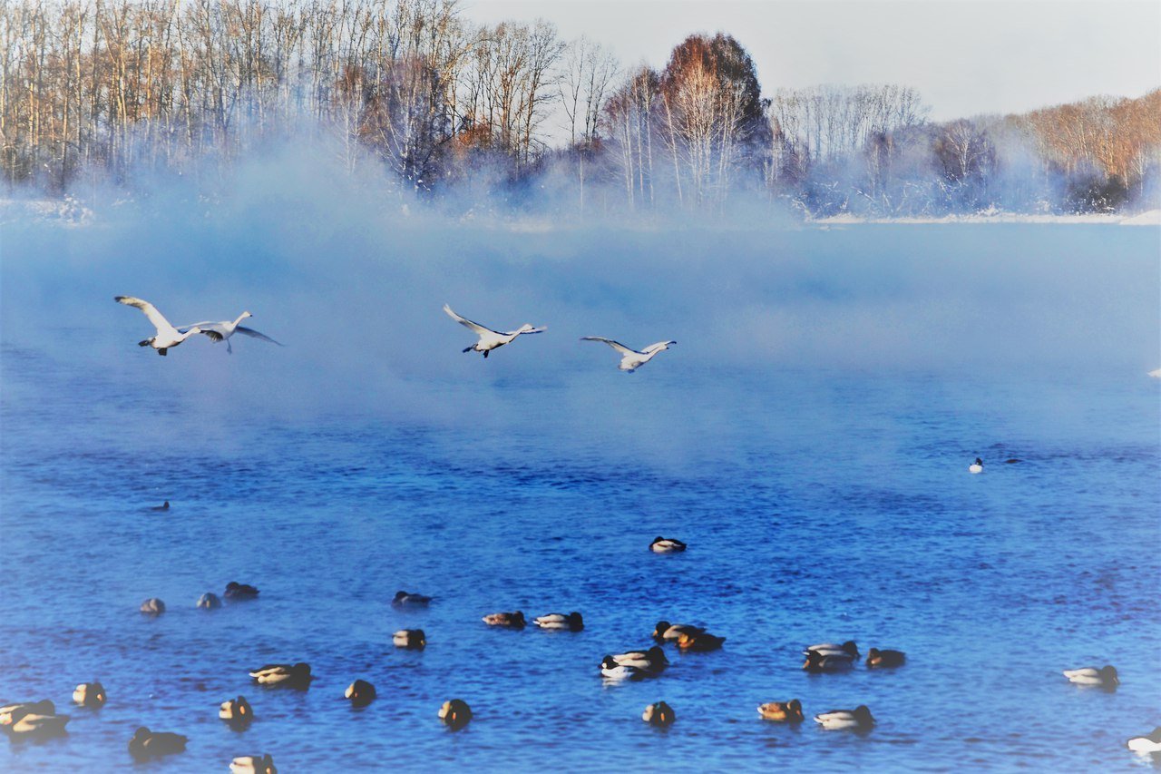 Озеро Бурже птицы