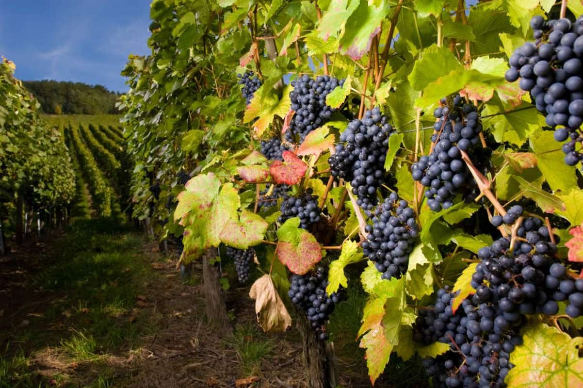 Алазанская Долина виноградники