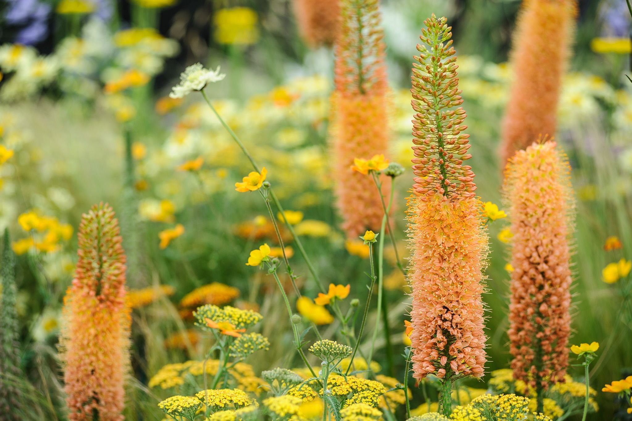 Ширяш (Eremurus) Клеопатра