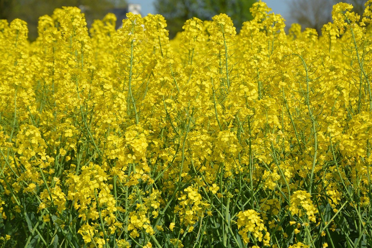 Рыжика посевного (Camelina Sativa),