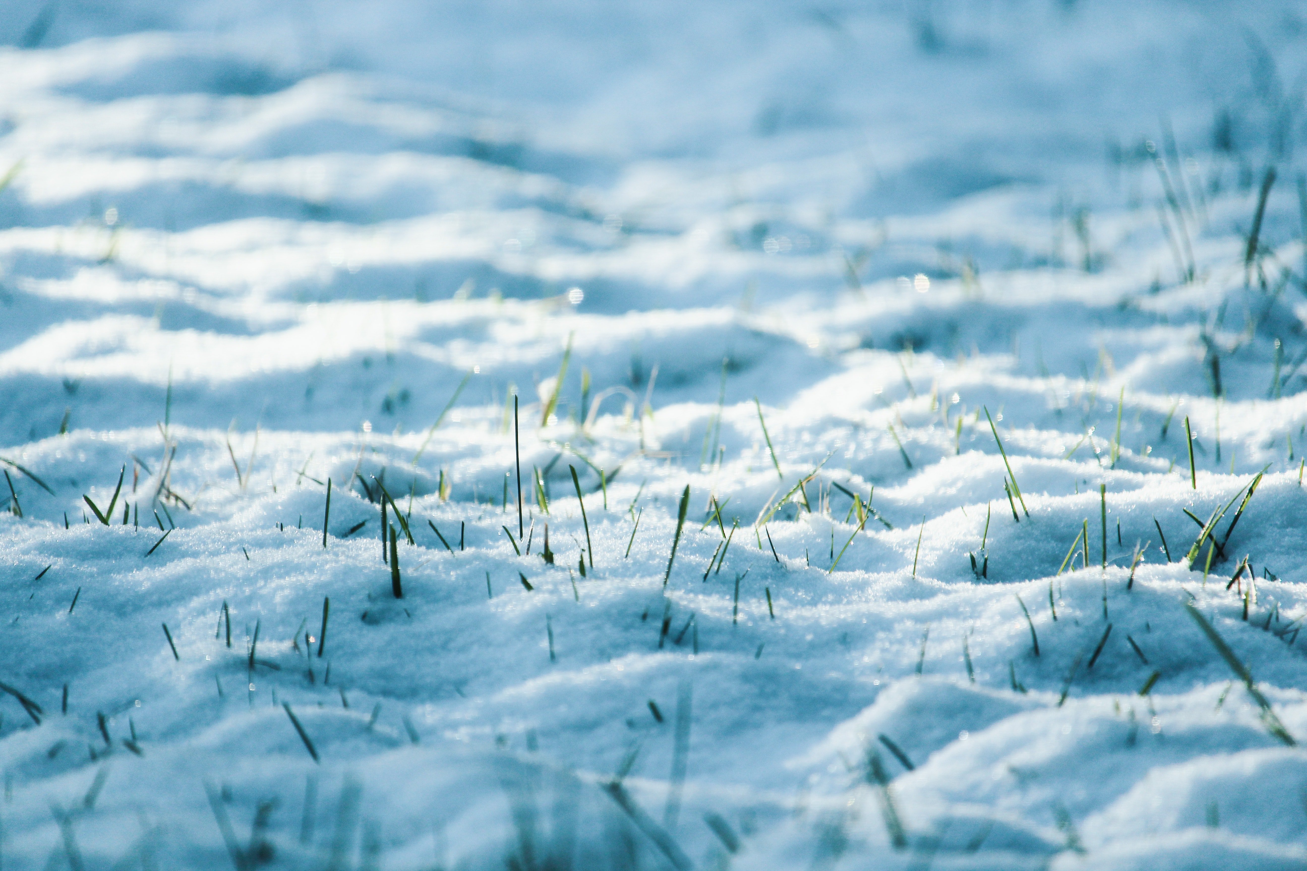Трава под снегом