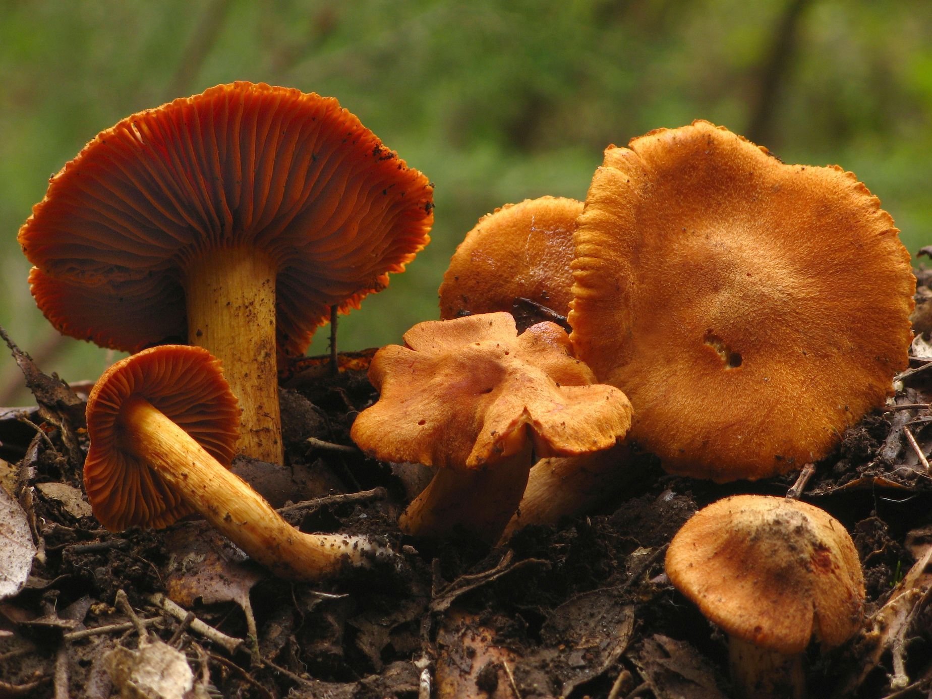 рыжие грибы в хвойном лесу фото