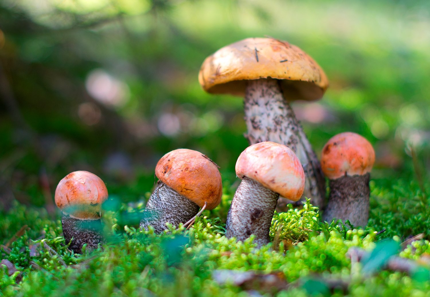Съедобные грибы и ягоды в лесу