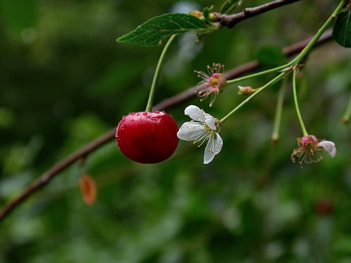 фото плодов вишни