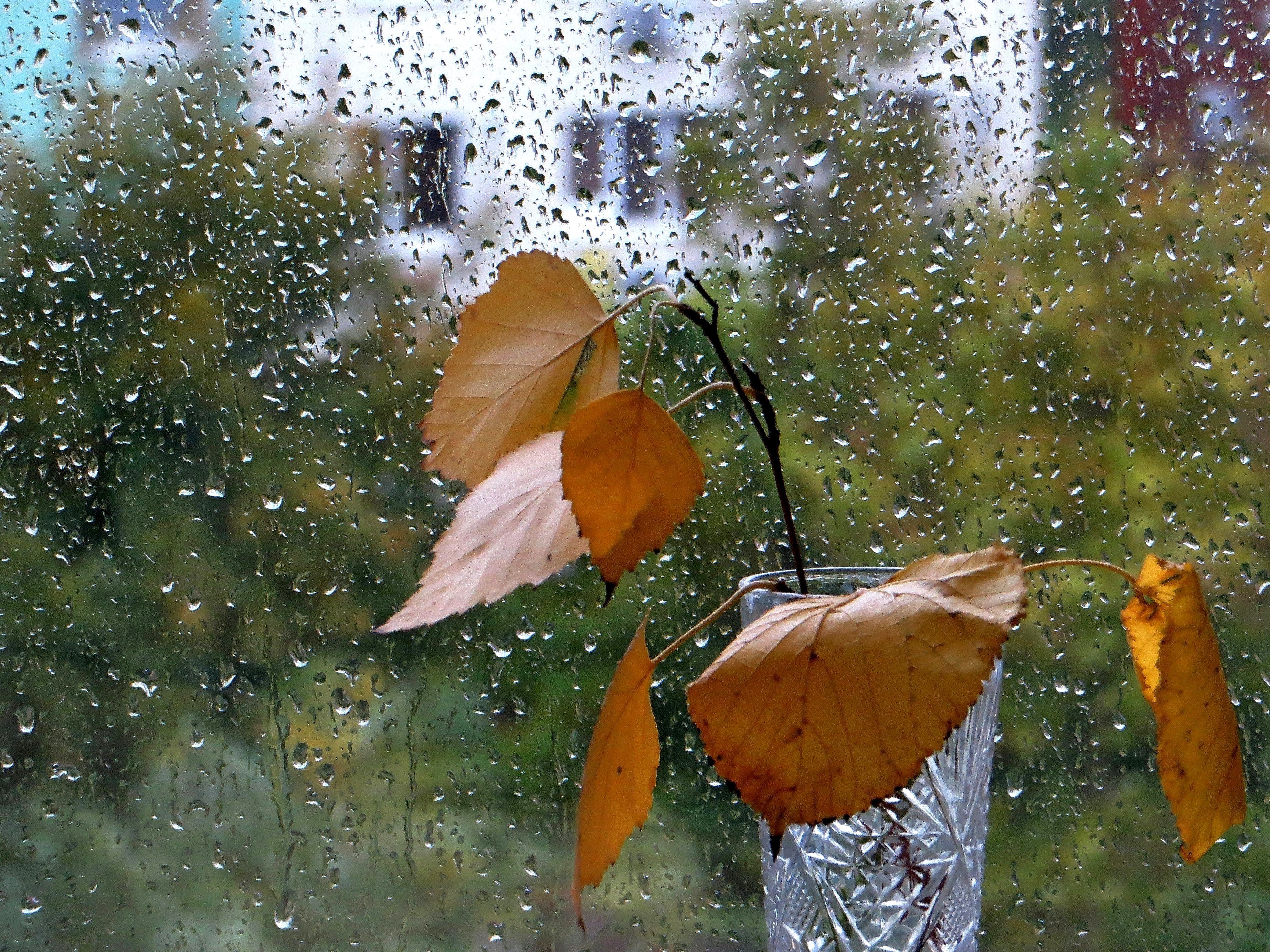 фото дождливого осеннего утра