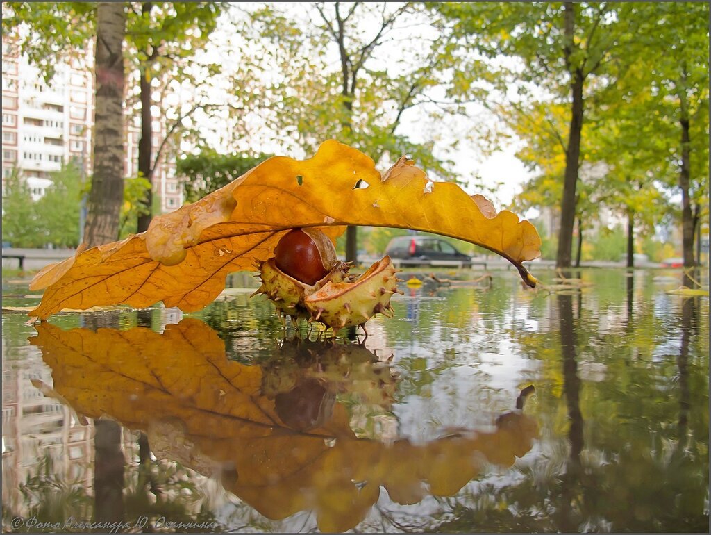 Осенний зонтик в луже