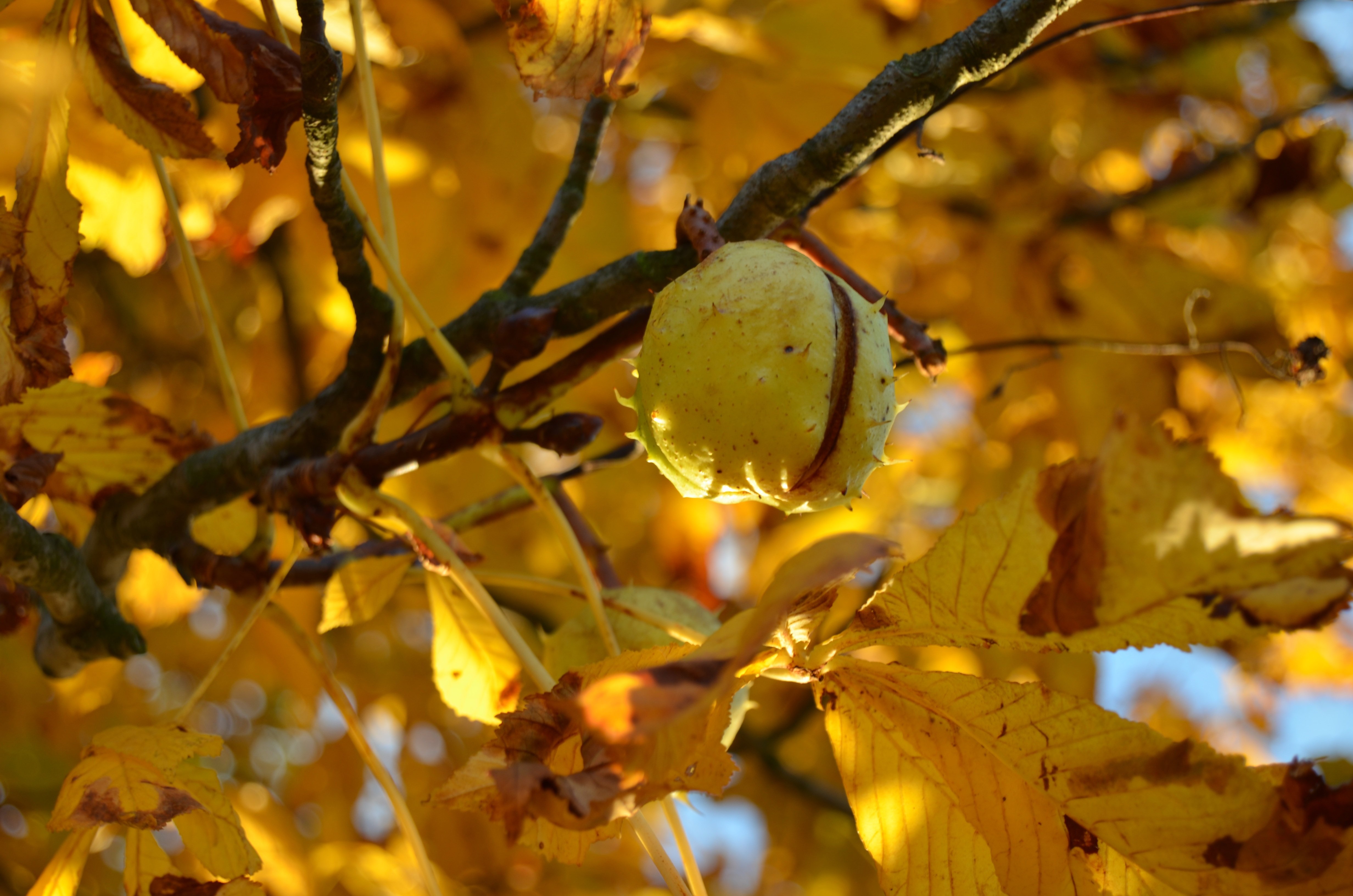 Каштановое дерево осенью