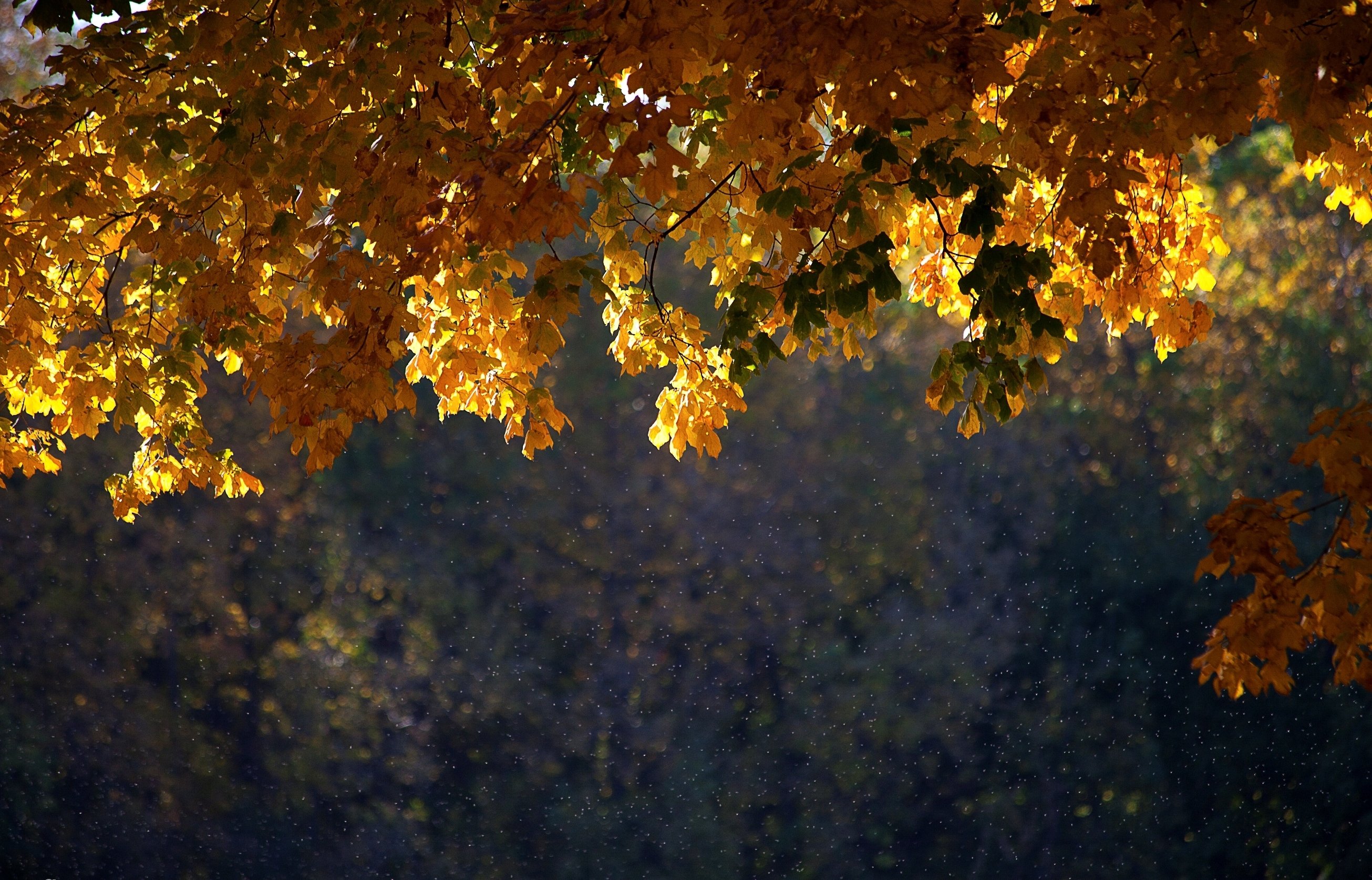 Осенний лес падают листья