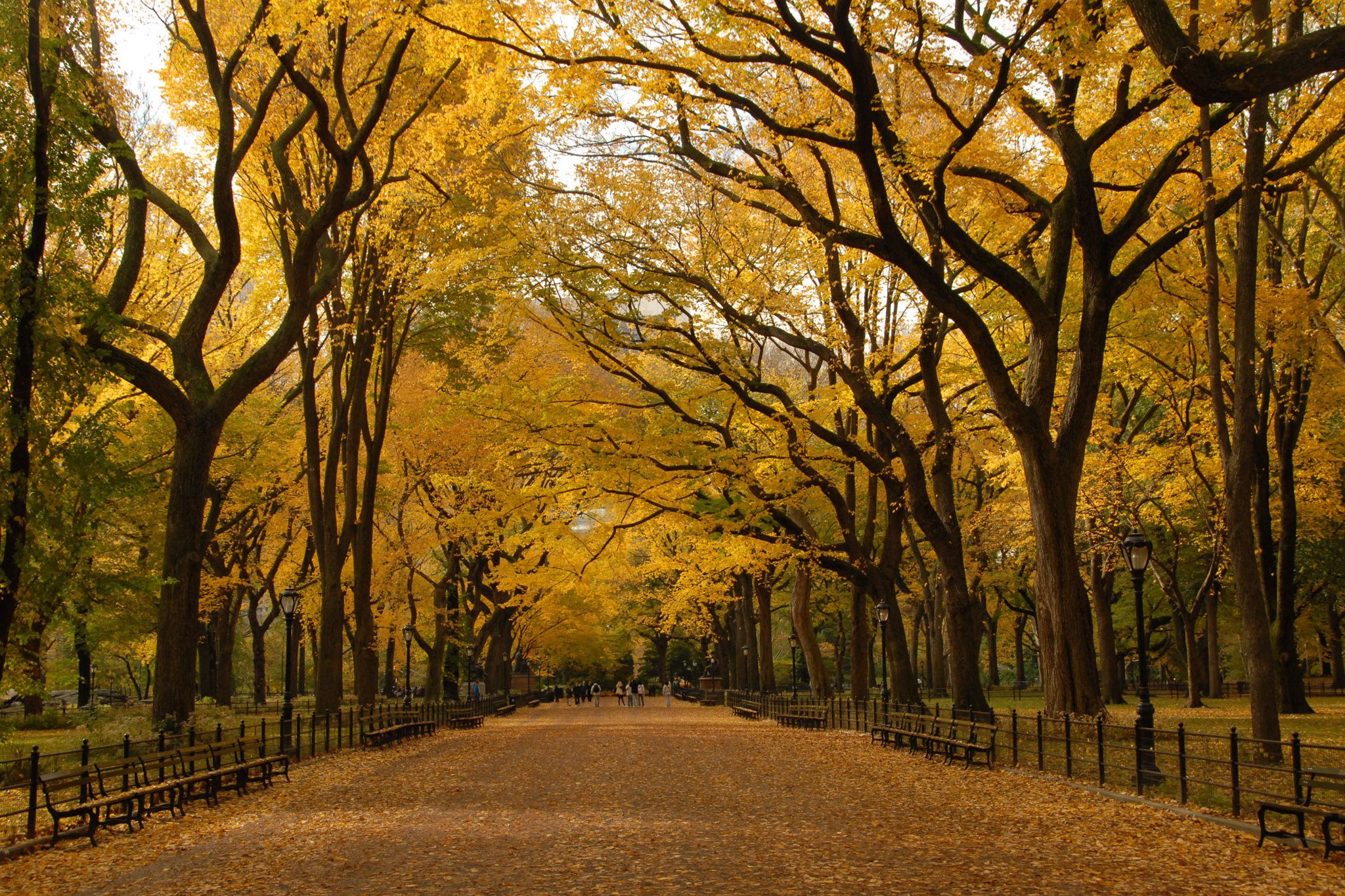 Central Park New York аллеи