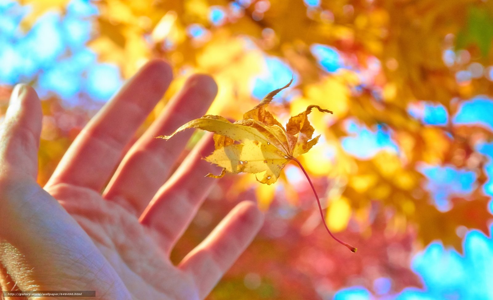 Желтые листья на ладонях