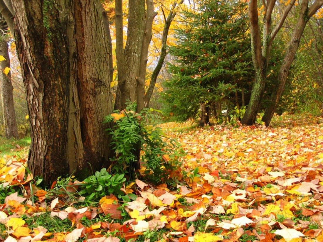 Осенняя Поляна в лесу