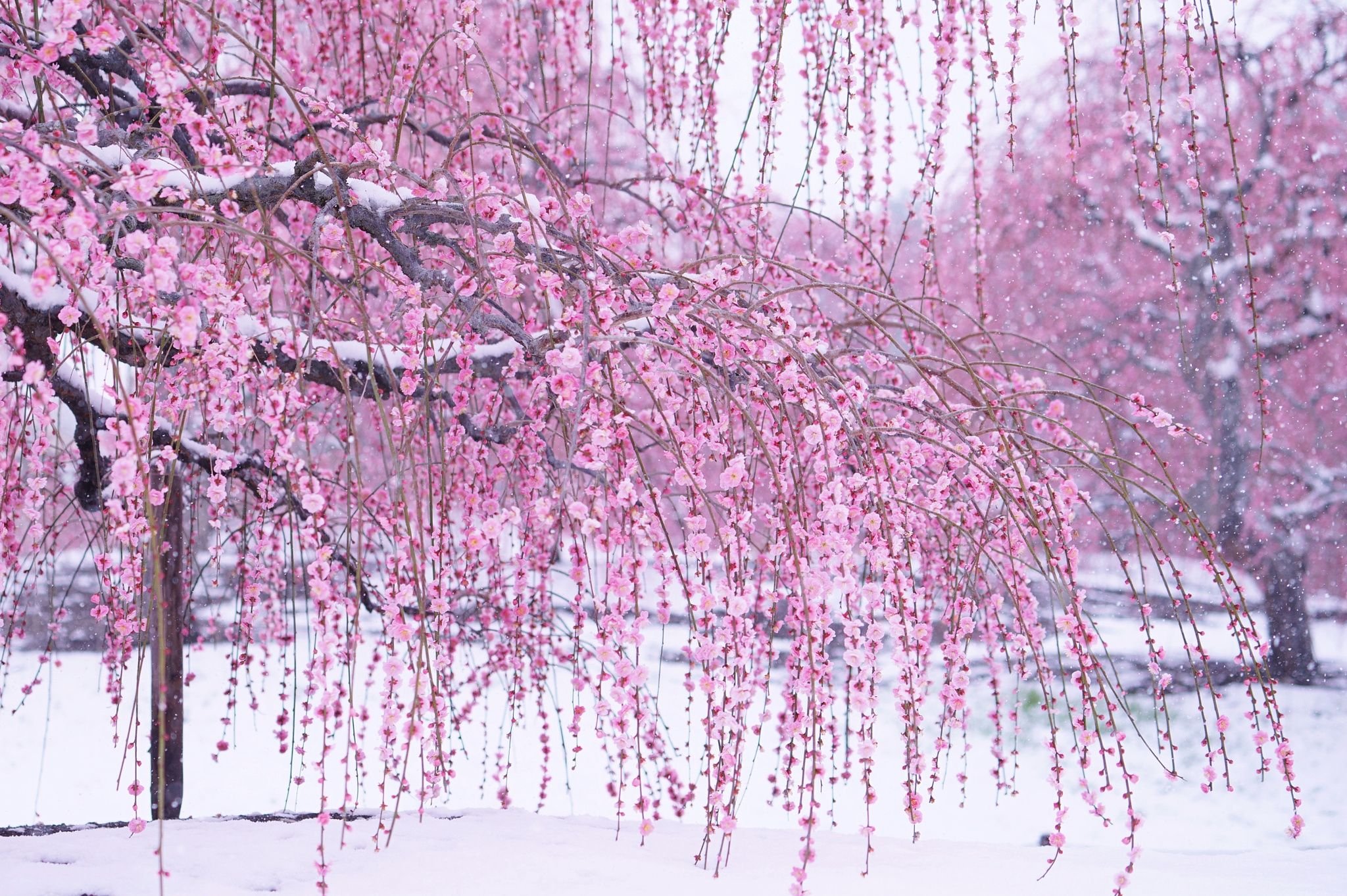 Японская слива Умэ в снегу в японском саду
