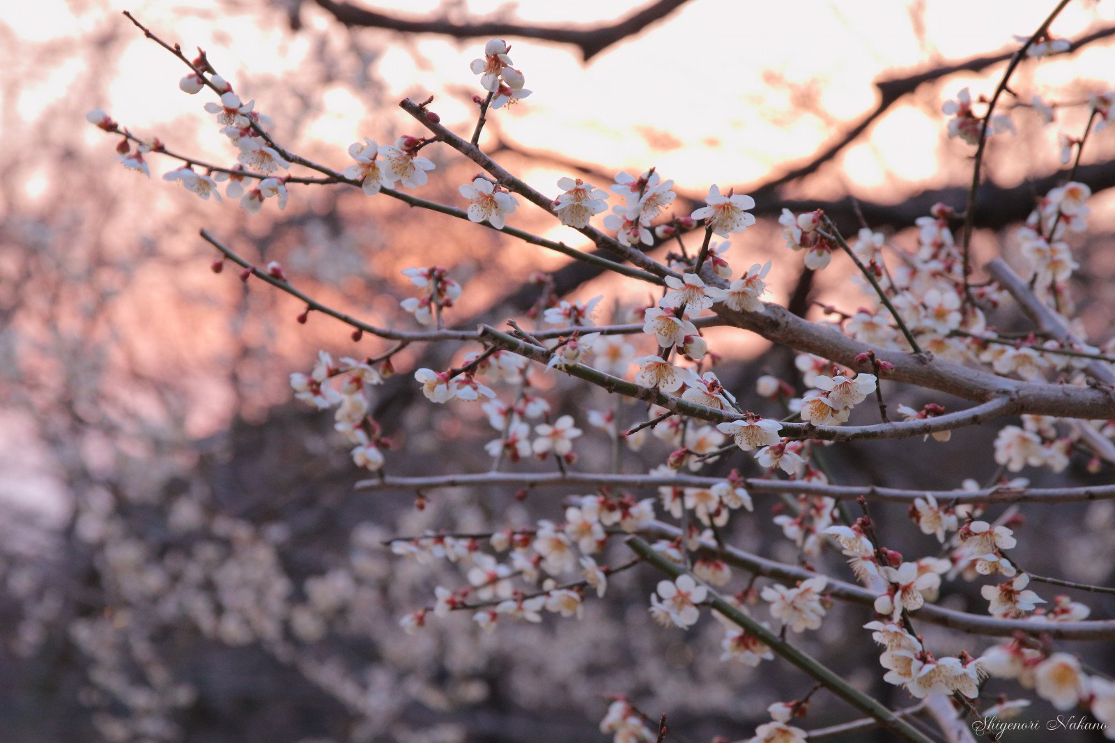 Абрикосовое дерево в Японии
