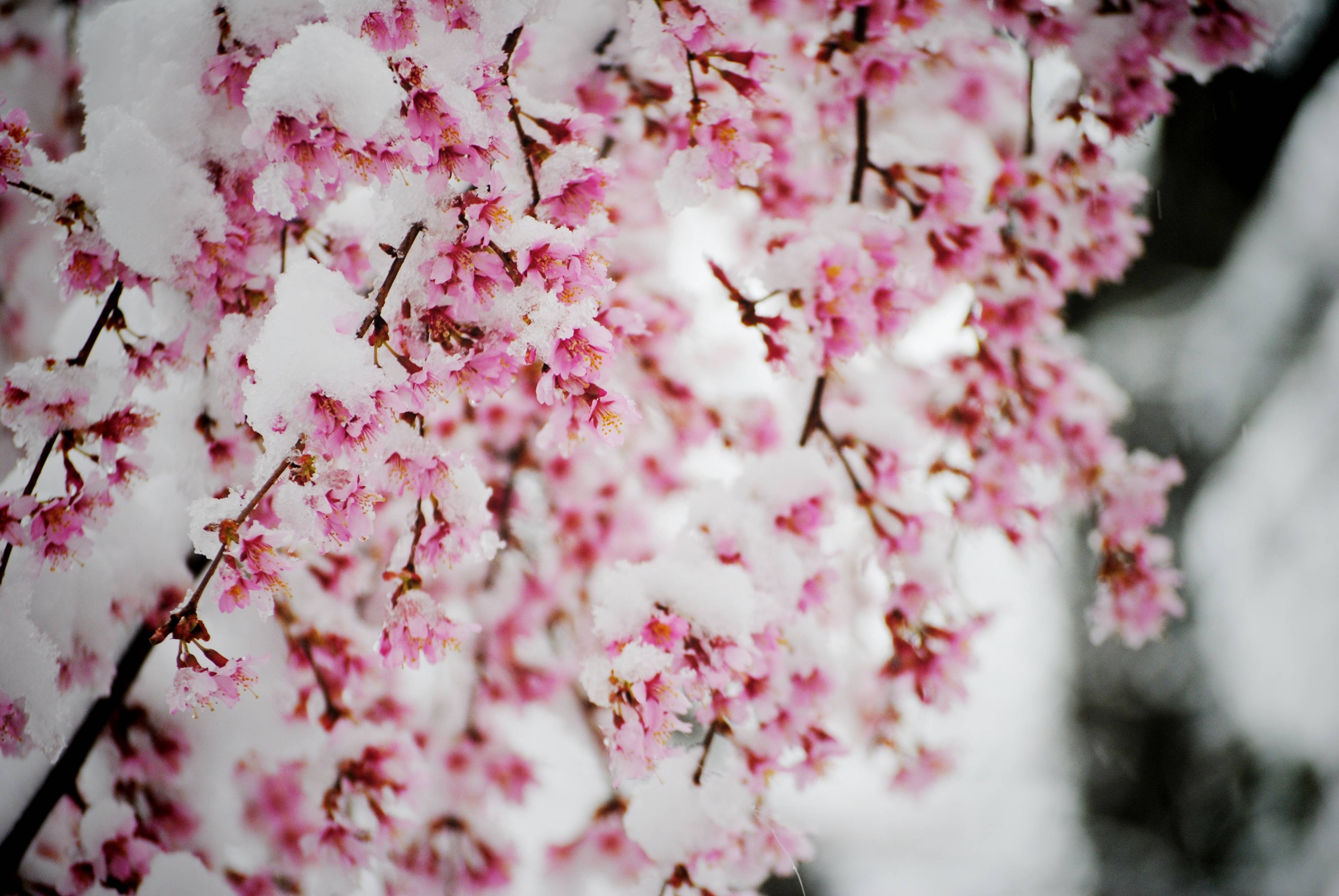 Цветущие деревья в снегу