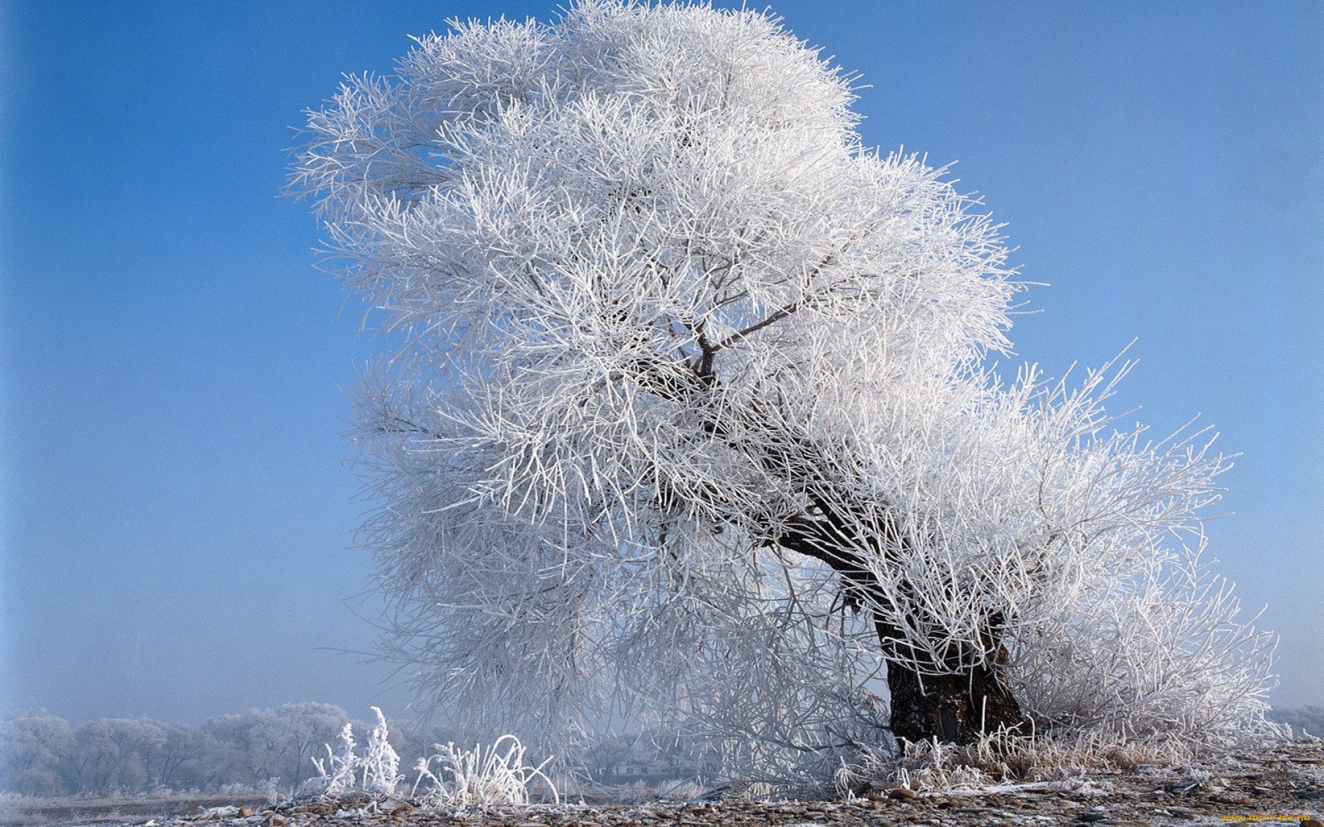 Заснеженные деревья