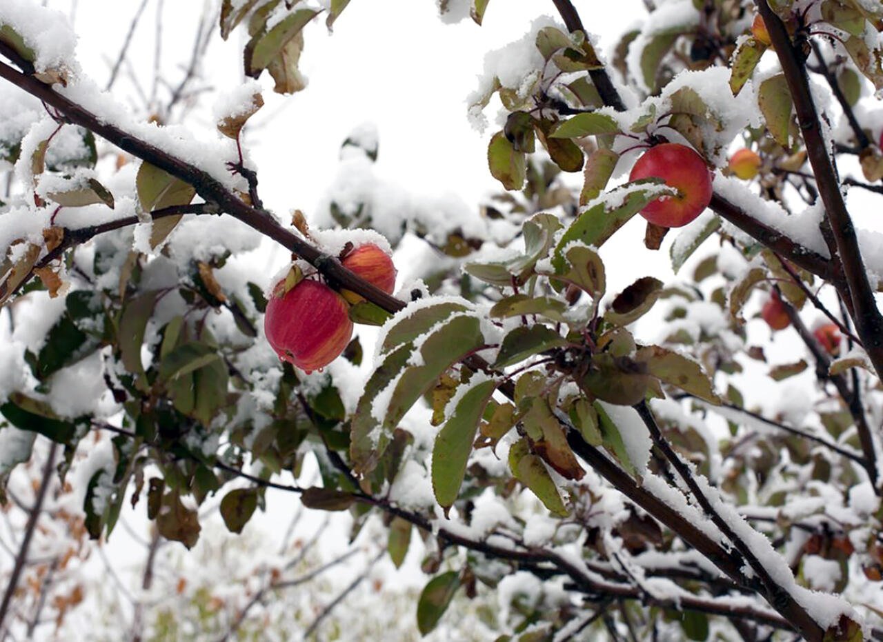 Яблоня сливолистная зимой