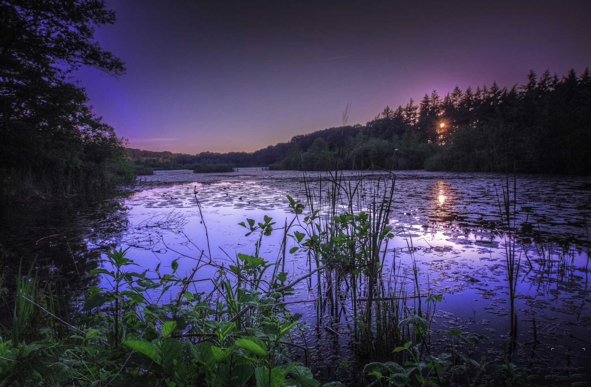 Природа у озера в лесу вечером