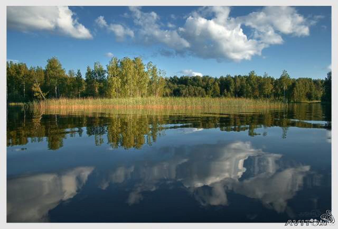 Берег озера Велье в Новгородской области
