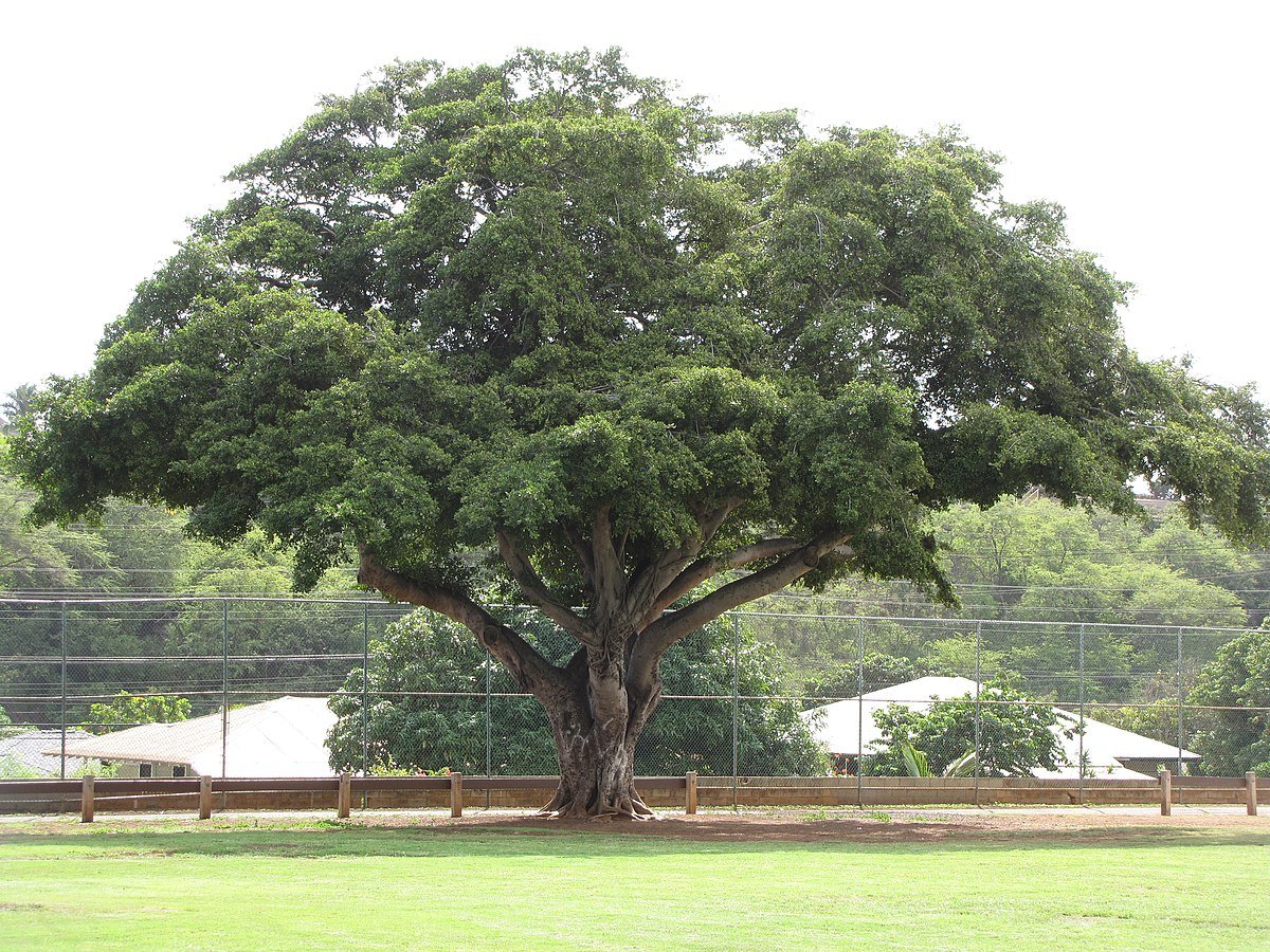 Фикус Бенджамина дерево в природе