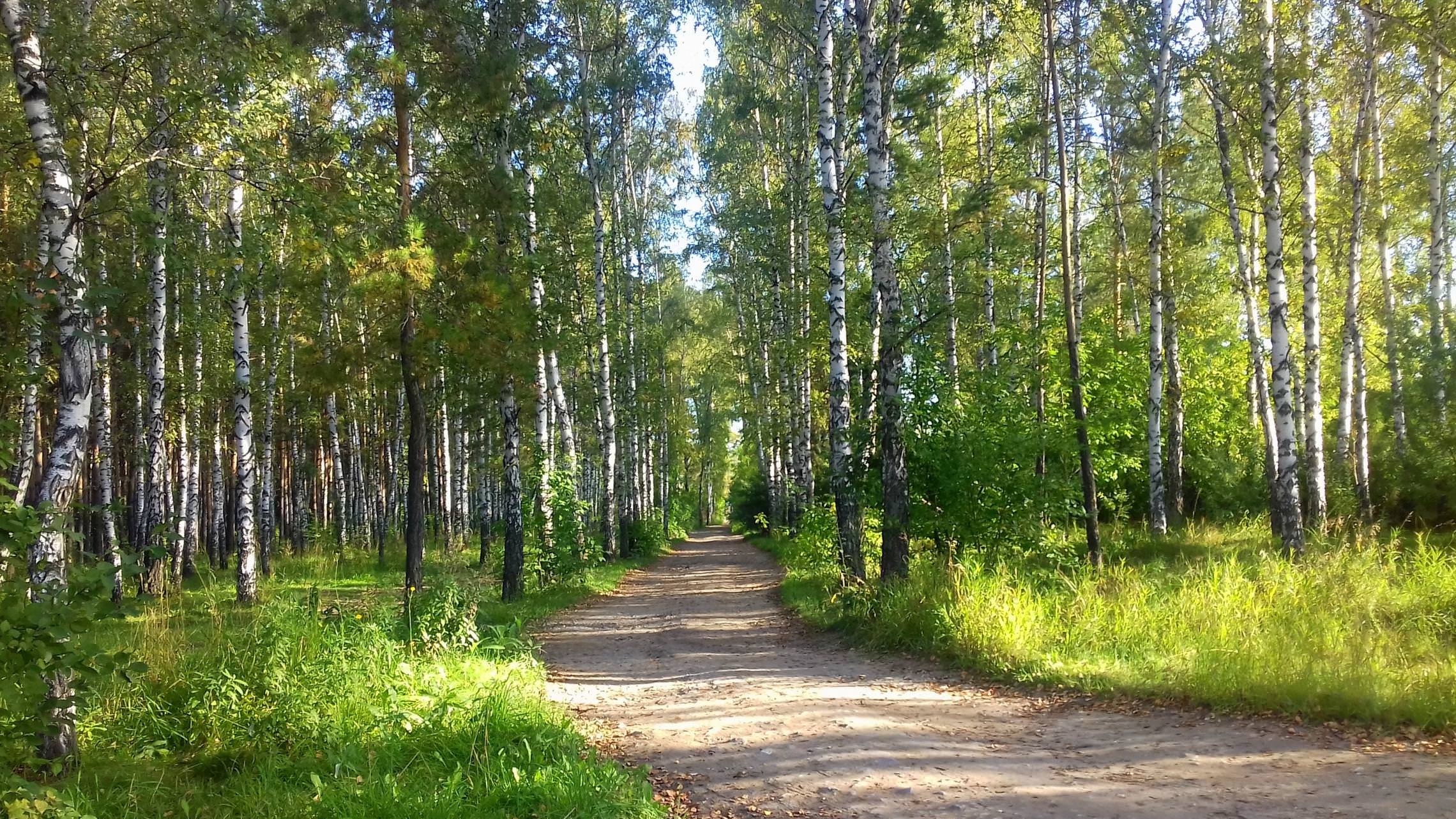 Лес Тамбовской области