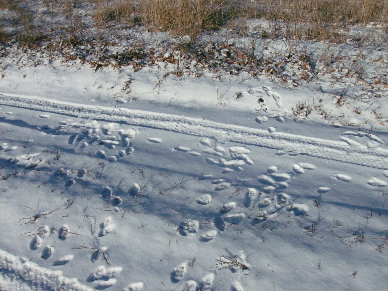 Следы кролика на снегу