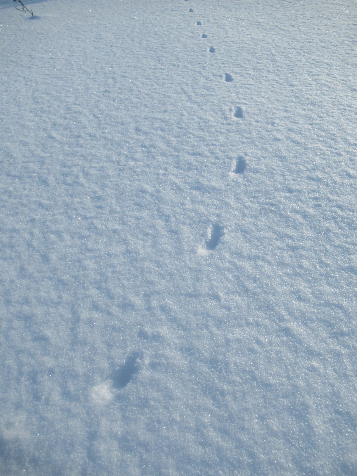 Следы хищников на снегу