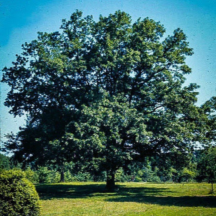 Дуб зубчатый (Quercus mongolicus)
