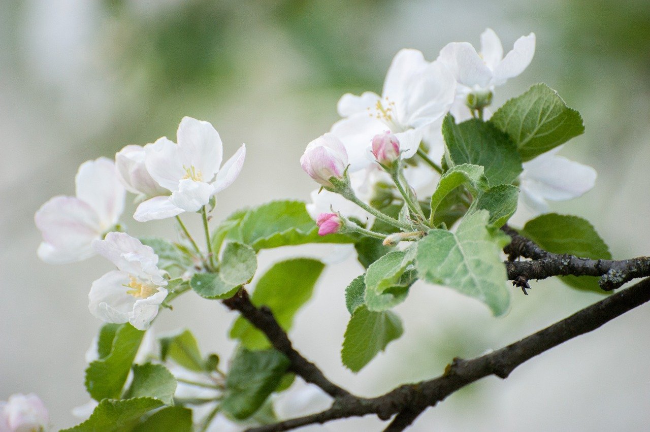 Большая ветка цветущей яблони