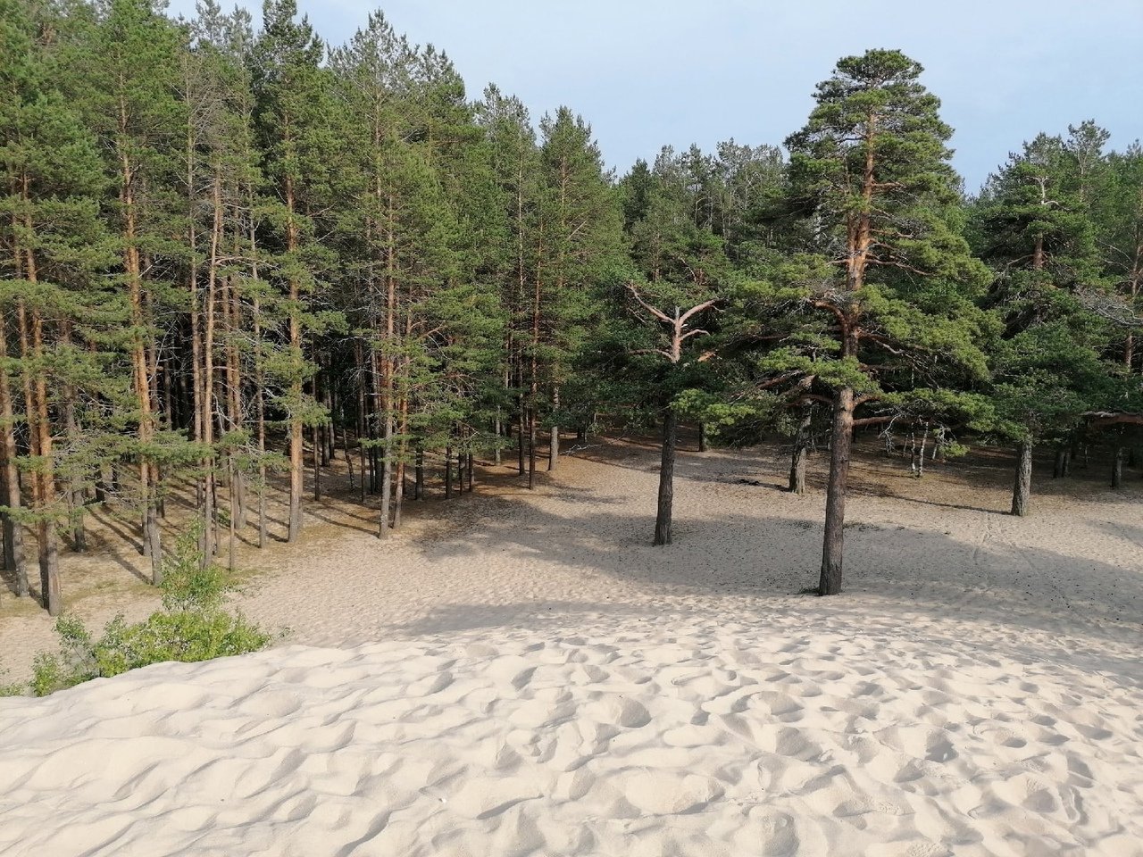 парк белые пески сосновый бор