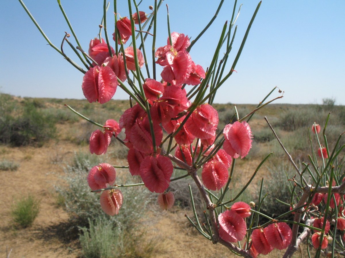 Тюльпаны В Пустыне