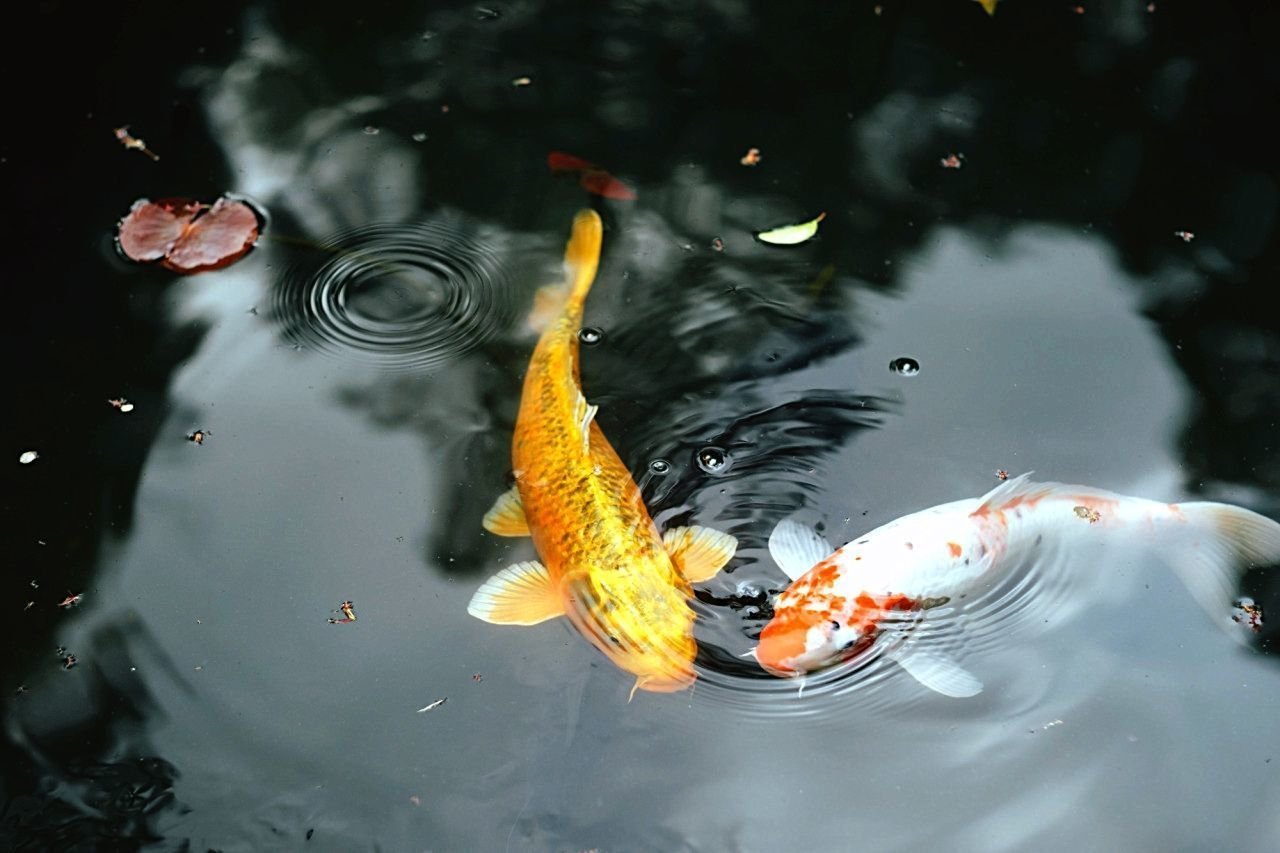 Обои На Телефон Золотая Рыбка
