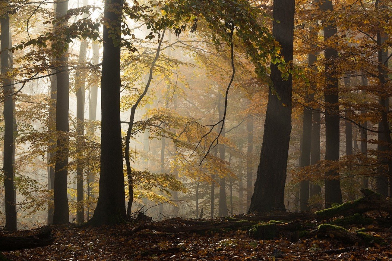 Буковый лес в тумане утром