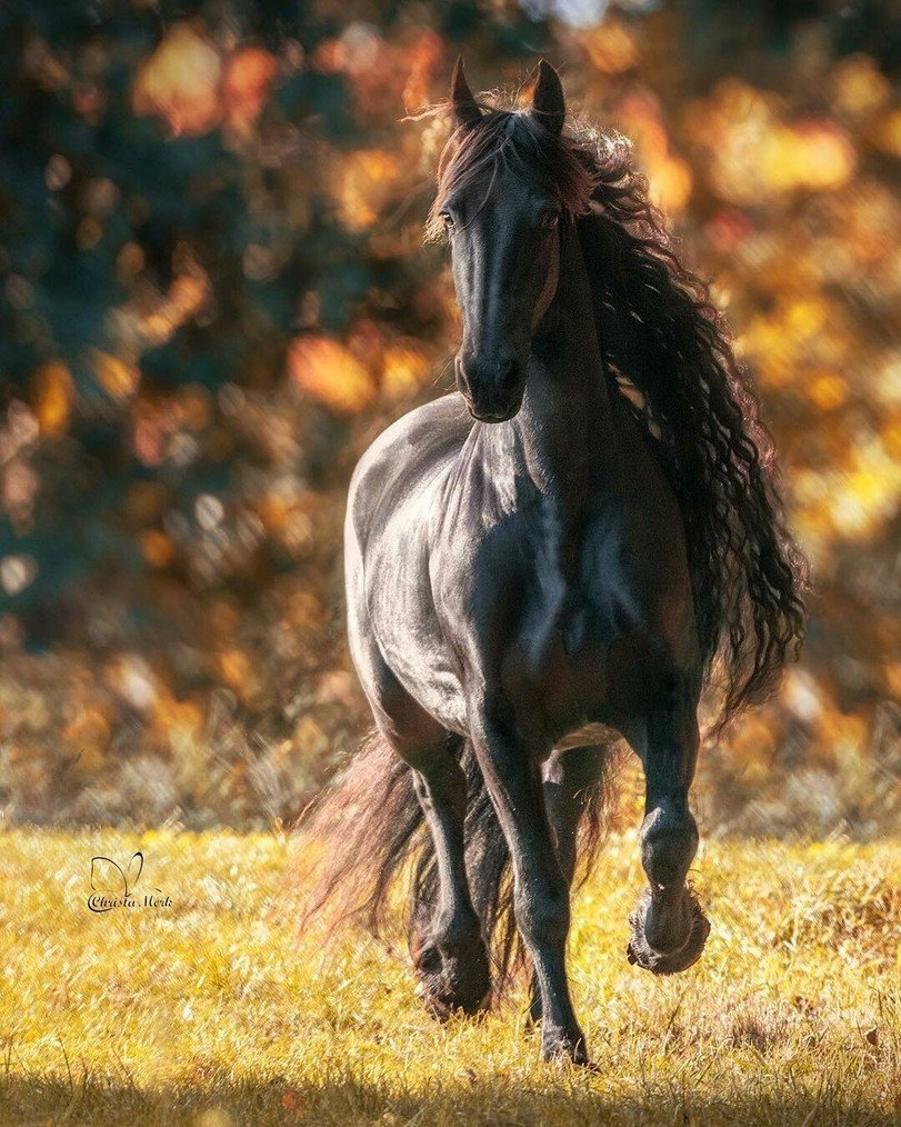 красивые лошади фото высоком