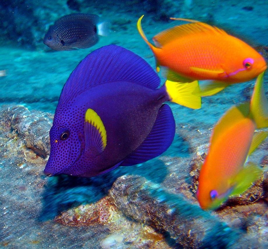 Рыбки в Красном море Египет