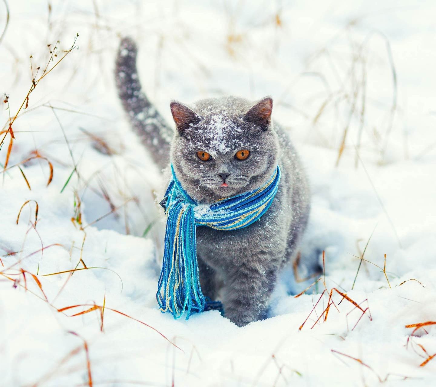 Зимние котики