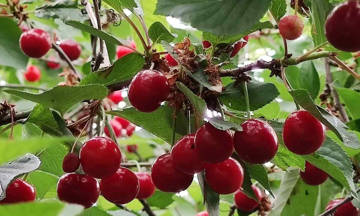 сакура ягоды фото