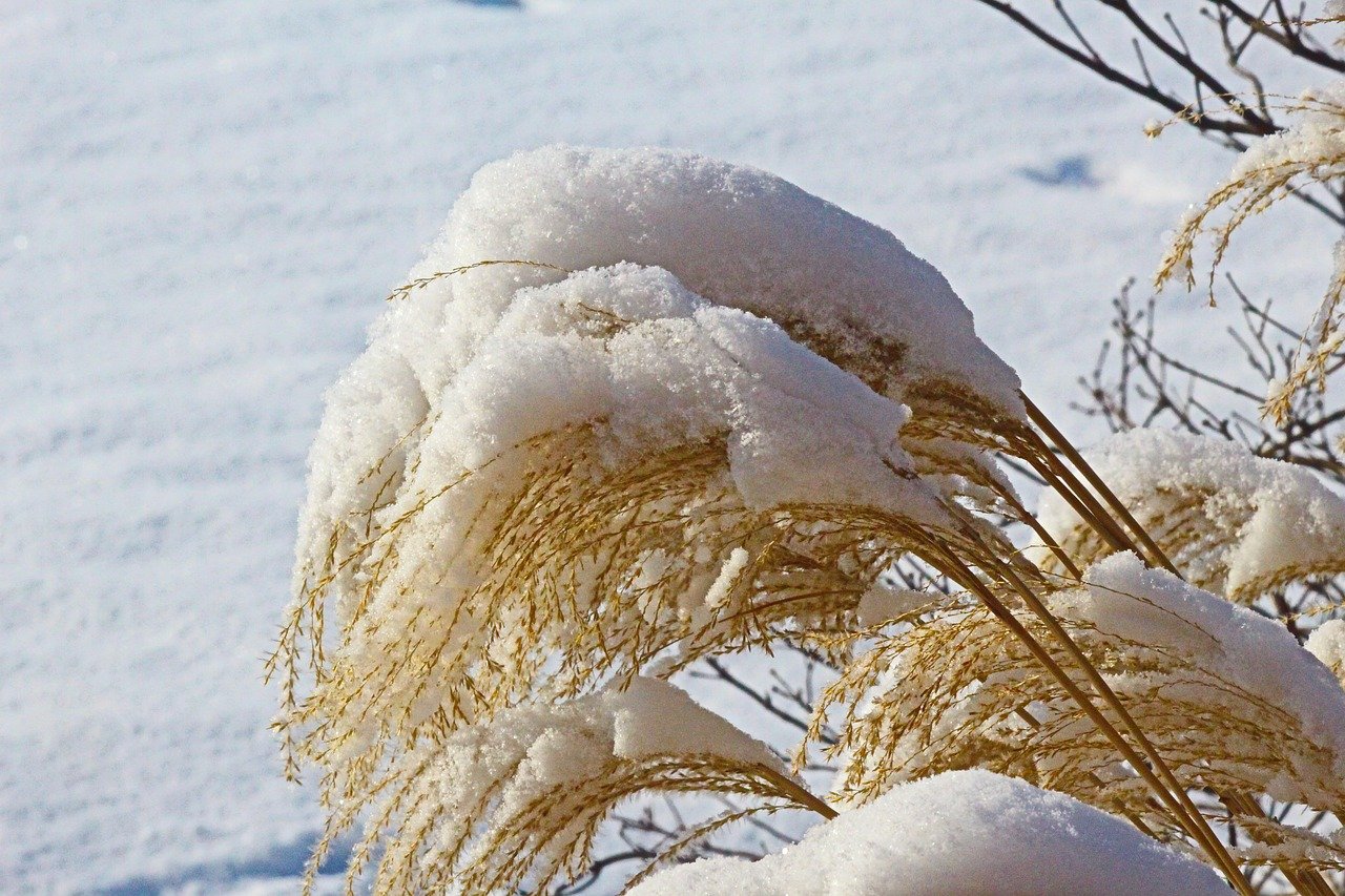 Пшеница под снегом