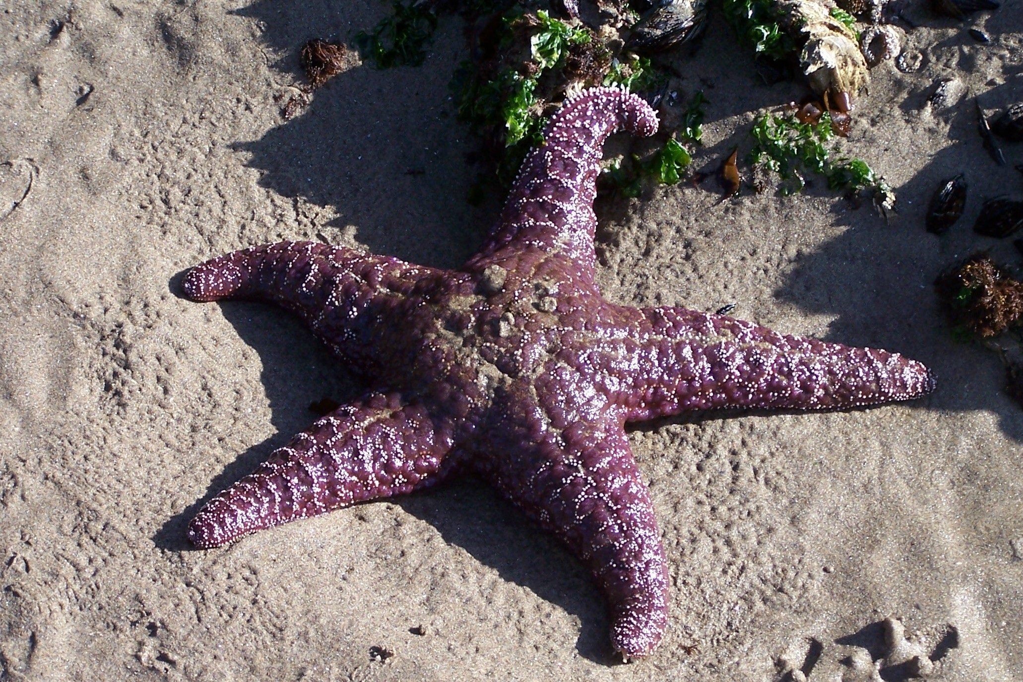 Огромная морская звезда
